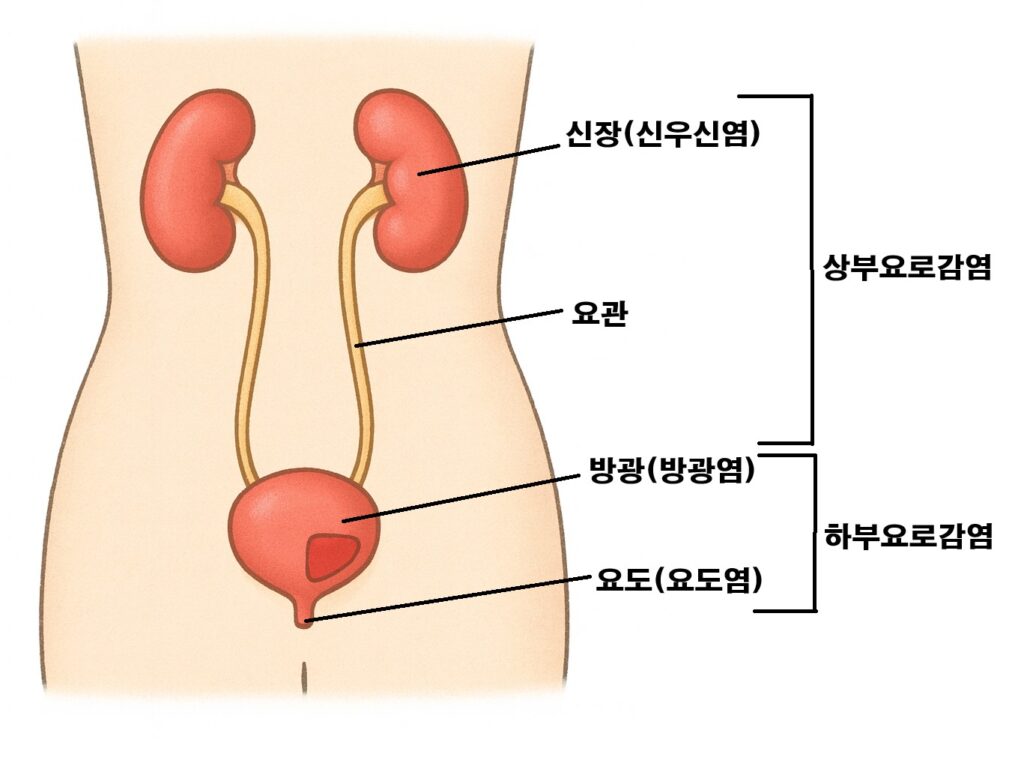 요로감염의 해부학을 보여주는 이미지