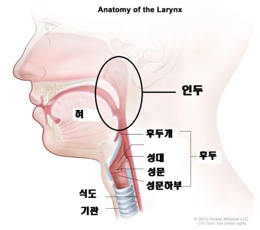 인두와 후두의 대략적인 해부학 이미지