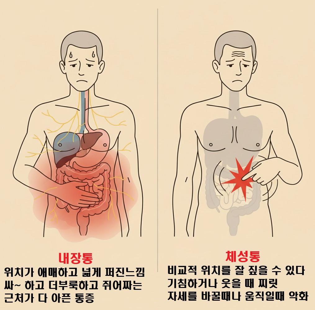 내성통과 체성통을 비교하는 이미지