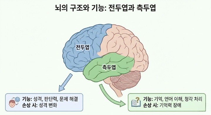 뇌의 구조와 기능-전두엽과 측두엽의 기능을 나타내는 이미지